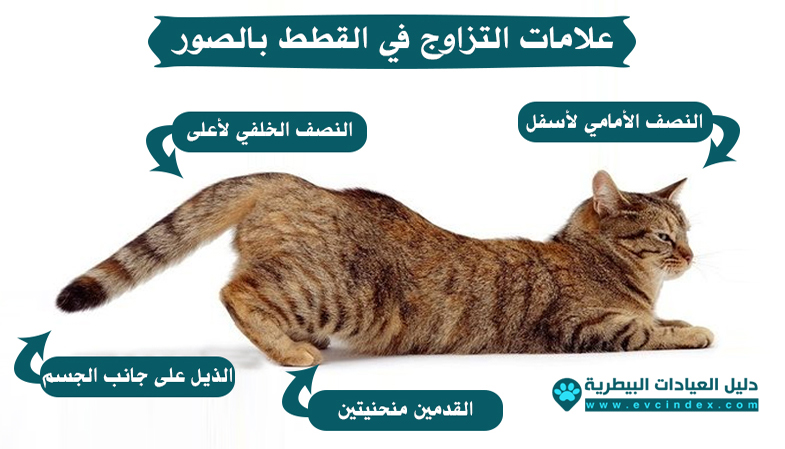 معلومات عن تزاوج القطط بالصور قطط
