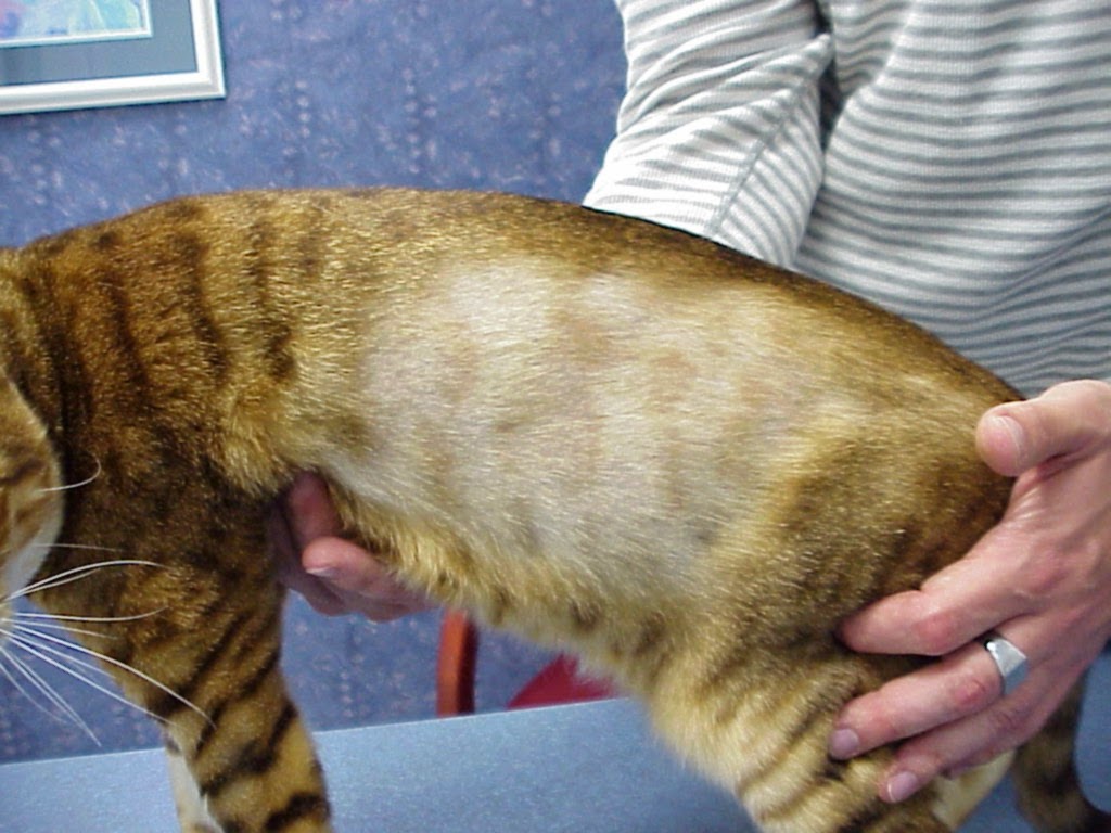 الأمراض الجلدية للقطط 